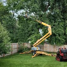 How Our Tree Care Process Works  in  Mahinahina, HI