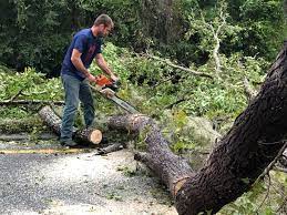 Best Commercial Tree Services  in Manana, HI