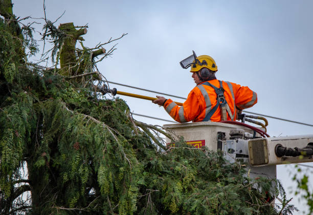 Trusted Mahinahina, HI Tree Care Experts